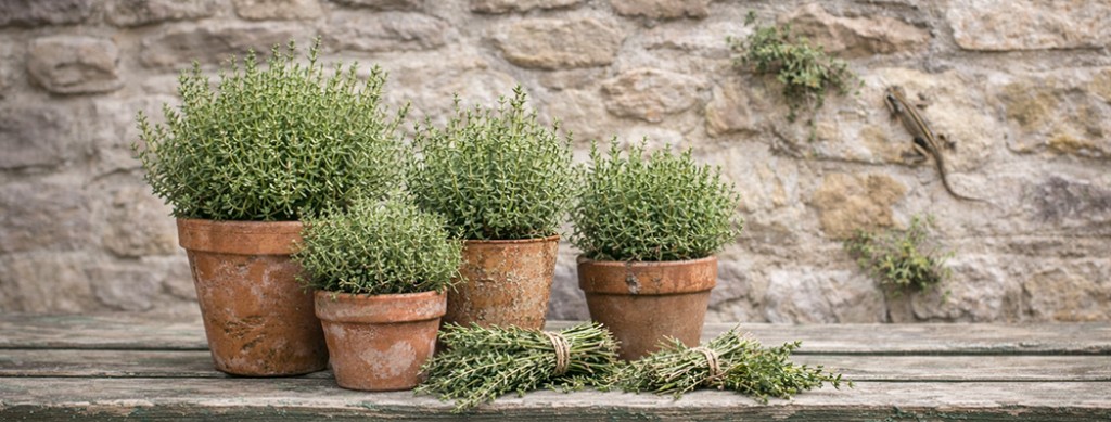 Tijm: klein kruid, grote persoonlijkheid