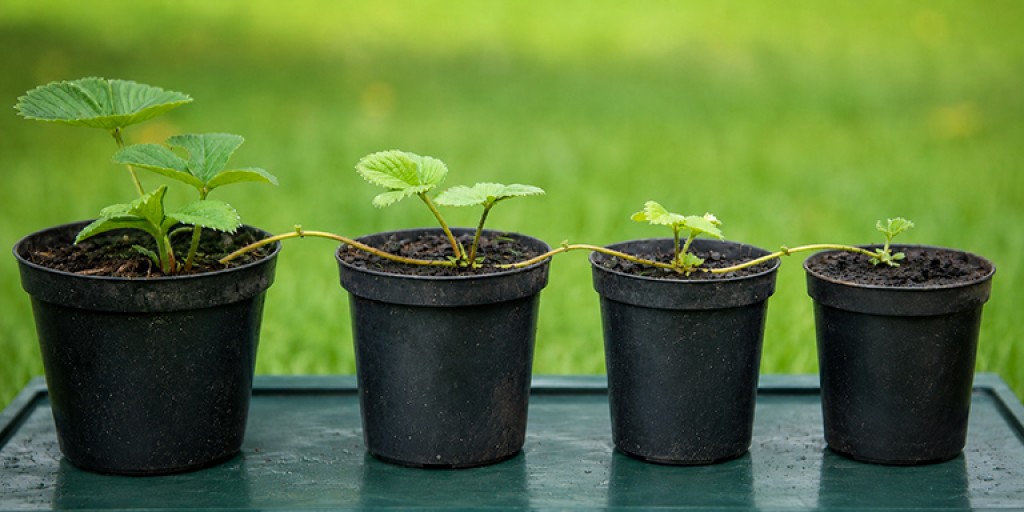 Aardbeien vermeerderen met uitlopers