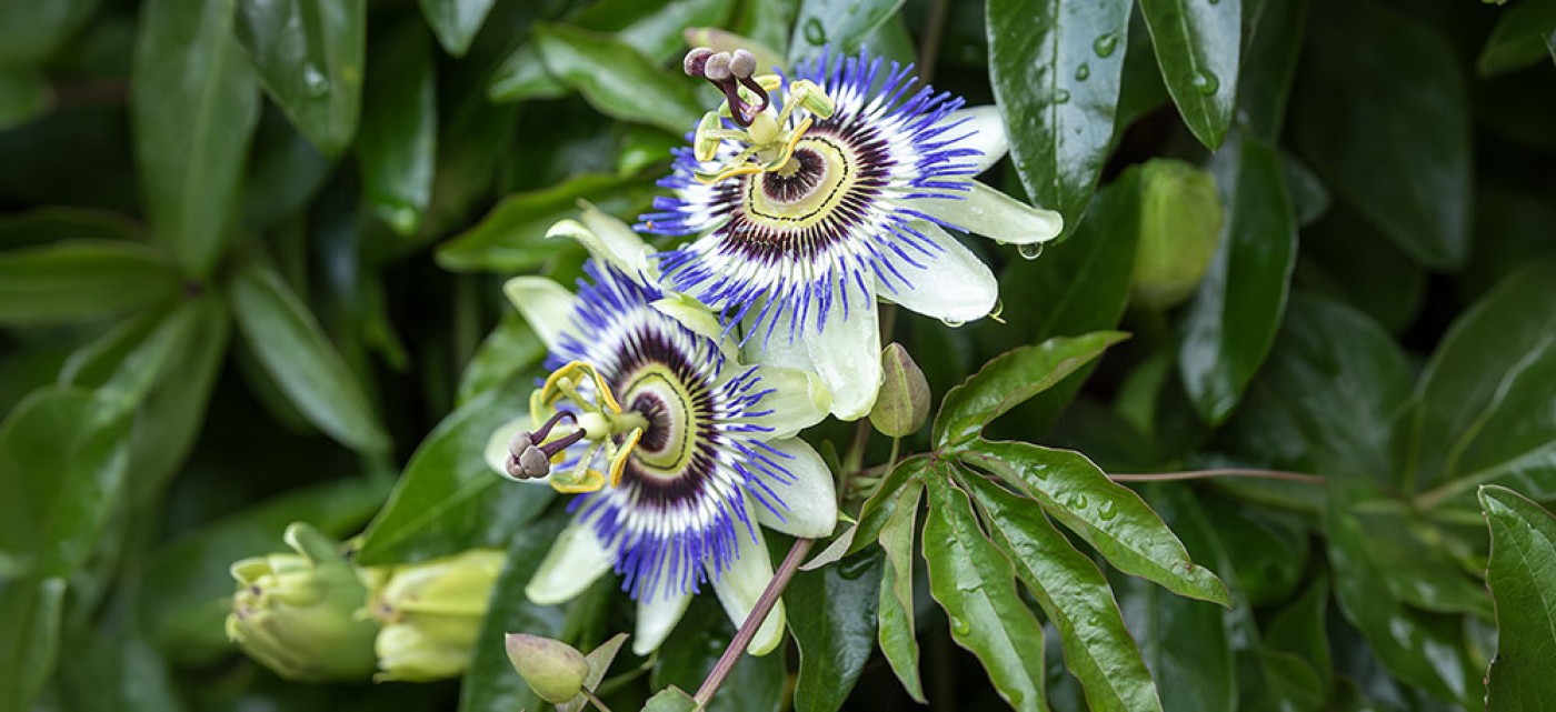 Passiebloem image