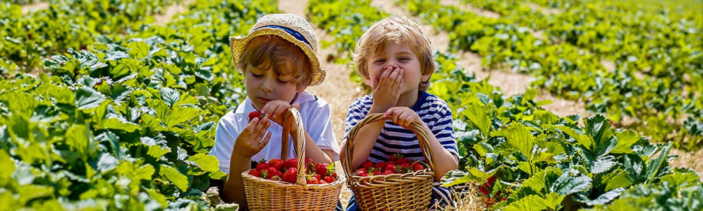 Aardbeien image